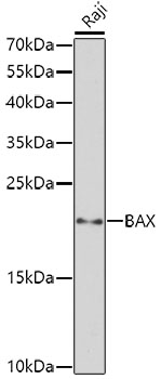 Anti-BAX Antibody
