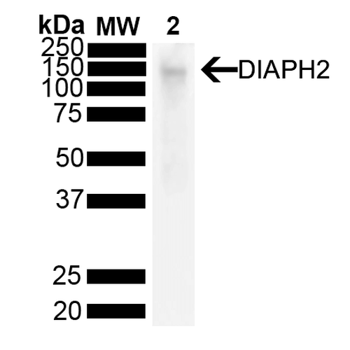 DIAPH2 Antibody, Clone V78 P3C10-D3 : PerCP