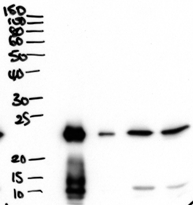Anti-PLUNC Antibody