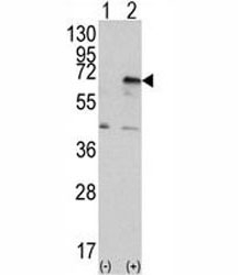 Western blot analysis of PRKR antibody and 293 cell lysate (2 ug/lane) either nontransfected (Lane 1) or transiently transfected with the EIF2AK2/PKR gene (2).