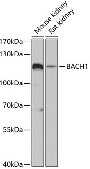 Anti-BACH1 Antibody