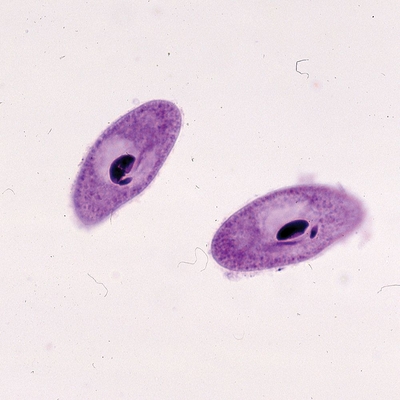Paramecium bursaria, Living