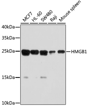 Anti-HMGB1 Antibody