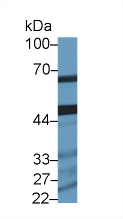 Western Blot; Sample: Mouse Testis lysate; Primary Ab: 1µg/ml Rabbit Anti-Mouse HADHb Antibody Second Ab: 0.2µg/mL HRP-Linked Caprine Anti-Rabbit IgG Polyclonal Antibody