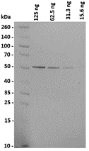 Figure 2. Western blot analysis of PtX™ Human Anti-SARS-CoV-2 N (HuN4). Lanes 2 – 5: Varying amounts of SARS-CoV-2 Nucleocapsid (N) Phosphoprotein were run on the SDS-PAGE. Separated bands were transferred to the membrane and PtX™ Human Anti-N (HuN4) (1: 1 000) was used to detect the antigen. The SARS-CoV-2 N Phosphoprotein bands (~46 kDa) were visualized in each lane following the addition of anti-human secondary antibody with HRP and substrate. Our antibody was able to detect antigen amounts upwards of 15.6 ng (Lane 5).
