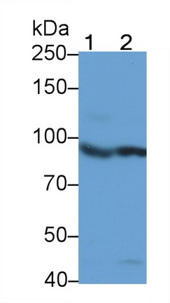 Western Blot;Sample: Recombinant ISR, Human.