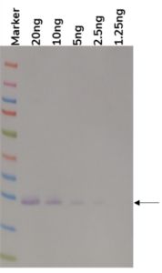 Figure 2. Western blot analysis of PtX™ Rabbit Anti-c-Myc (9E10). Lanes 2 – 6: Varying amounts of c-Myc tagged Serglycin protein were run on the SDS-PAGE. Separated bands were transferred to the membrane and PtX™ Rabbit Anti-c-Myc (9E10) (1: 2 000) was used to detect the antigen. The single bands of c-Myc tagged protein were visualized in each lane following the addition of anti-rabbit secondary antibody with HRP and substrate. Our antibody was able to detect antigen amounts upwards of 2.5 ng (Lane 5).