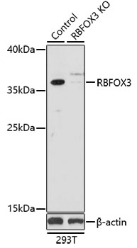 Anti-RBFOX3 Antibody