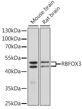 Anti-RBFOX3 Antibody