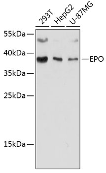 Anti-EPO Antibody
