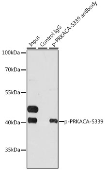 Anti-PRKACA (phospho S339) Antibody