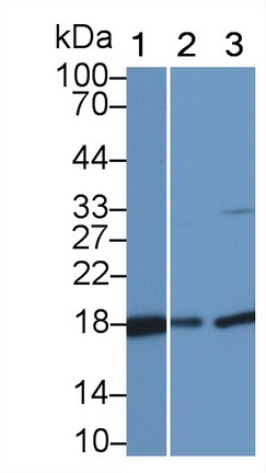 Western Blot; Sample: Lane1: Porcine Cerebrum lysate; Lane2: Mouse Cerebrum lysate; Lane3: Hela cell lysate<br/>Primary Ab: 1μg/ml Rabbit Anti-Porcine CYPA Antibody<br/>Second Ab: 0.2µg/mL HRP-Linked Caprine Anti-Rabbit IgG Polyclonal Antibody<br/>(Catalog: SAA544Rb19)