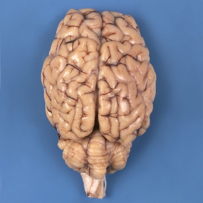 Formalin Sheep Brain, Dura Mater Removed, Hypophysis Intact, Plain, Bulk Bag