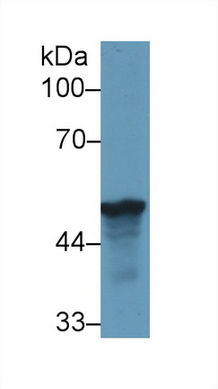 Western Blot; Sample: Human HepG2 cell lysate; Primary Ab: 1µg/ml Rabbit Anti-Rat LRG1 Antibody Second Ab: 0.2µg/mL HRP-Linked Caprine Anti-Rabbit IgG Polyclonal Antibody