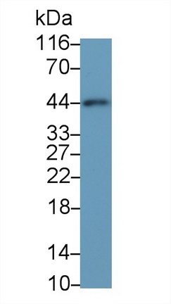 Western Blot; Sample: Rat Heart lysate<br/>Primary Ab: 0.01µg/ml Mouse Anti-Multi-species ACTa2 Antibody<br/>Second Ab: 0.2µg/mL HRP-Linked Caprine Anti-Mouse IgG Polyclonal Antibody<br/>(Catalog: SAA544Mu19)