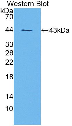 Western Blot; Sample: Recombinant protein.