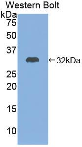 Western Blot; Sample: Recombinant protein.