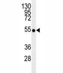 TRAF2 antibody western blot analysis in T47D lysate