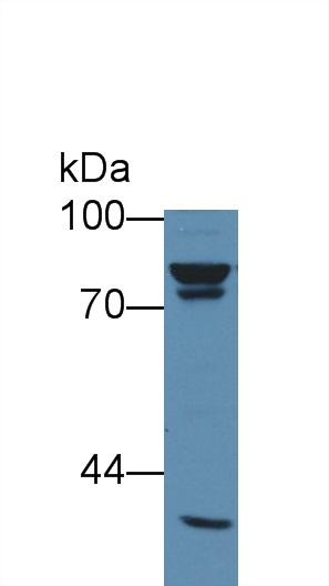 Western Blot; Sample: Mouse Liver lysate; Primary Ab: 3µg/ml Rabbit Anti-Human CTNNb1 Antibody Second Ab: 0.2µg/mL HRP-Linked Caprine Anti-Rabbit IgG Polyclonal Antibody