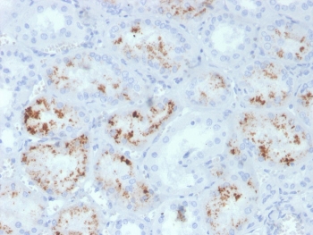 IHC staining of FFPE human kidney with RBP4 antibody. HIER: boil tissue sections in pH 9 10mM Tris with 1mM EDTA for 20 min and allow to cool before testing.