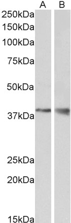 Anti-WNT9B Antibody