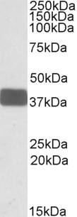 Anti-WNT9B Antibody