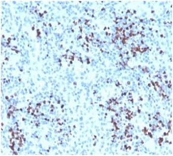 IHC staining of FFPE human spleen tissue with Myeloperoxidase antibody. HIER: boil tissue sections in pH 9 10mM Tris with 1mM EDTA for 20 min and allow to cool before testing.