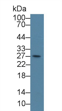 Western Blot; Sample: Mouse RAW264.7 cell lysate; <br/>Primary Ab: 3µg/ml Rabbit Anti-Human CENPH Antibody<br/>Second Ab: 0.2µg/mL HRP-Linked Caprine Anti-Rabbit IgG Polyclonal Antibody<br/>(Catalog: SAA544Rb19)