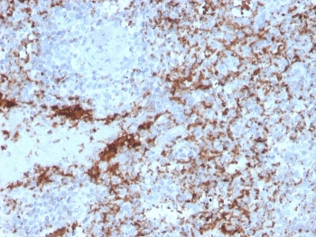 IHC testing of FFPE human spleen with recombinant ITGB3 antibody. Required HIER: boil tissue sections in 10mM Tris with 1mM EDTA, pH9, for 10-20 min followed by cooling at RT for 20 min.