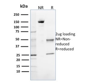SDS-PAGE analysis of purified, BSA-free OGG1 antibody as confirmation of integrity and purity.
