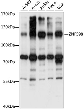 Anti-ZNF598 Antibody