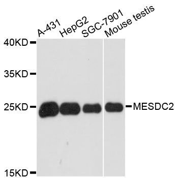 Anti-MESDC2 Antibody