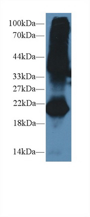 Western Blot; Sample: Mouse Testis lysate; <br/>Primary Ab: 2µg/ml Rabbit Anti-Mouse GREM1 Antibody<br/>Second Ab: 0.2µg/mL HRP-Linked Caprine Anti-Rabbit IgG Polyclonal Antibody<br/>(Catalog: SAA544Rb19)