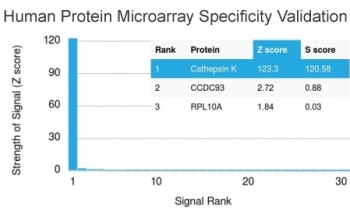 Analysis of HuProt(TM) microarray containing more than 19,000 full-length human proteins using Cathepsin K antibody (clone CTSK/2791). These results demonstrate the foremost specificity of the CTSK/2791 mAb.<BR>Z- and S- score: The Z-score represents the strength of a signal that an antibody (in combination with a fluorescently-tagged anti-IgG secondary Ab) produces when binding to a particular protein on the HuProt(TM) array. Z-scores are described in units of standard deviations (SD's) above the mean value of all signals generated on that array. If the targets on the HuProt(TM) are arranged in descending order of the Z-score, the S-score is the difference (also in units of SD's) between the Z-scores. The S-score therefore represents the relative target specificity of an Ab to its intended target.