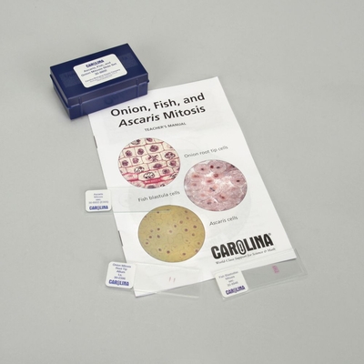 Ascaris, Fish, and Onion Mitosis Microscope Slide and Study Guide Set