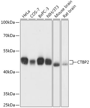 Anti-CTBP2 Antibody