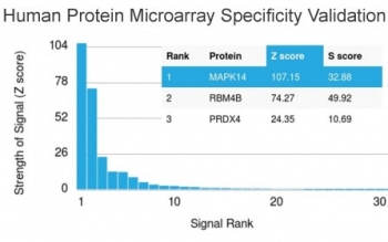 Analysis of HuProt(TM) microarray containing more than 19,000 full-length human proteins using MAPK14 antibody. These results demonstrate the foremost specificity of the CPTC-MAPK14-1 mAb.<BR>Z- and S- score: The Z-score represents the strength of a signal that an antibody (in combination with a fluorescently-tagged anti-IgG secondary Ab) produces when binding to a particular protein on the HuProt(TM) array. Z-scores are described in units of standard deviations (SD's) above the mean value of all signals generated on that array. If the targets on the HuProt(TM) are arranged in descending order of the Z-score, the S-score is the difference (also in units of SD's) between the Z-scores. The S-score therefore represents the relative target specificity of an Ab to its intended target.