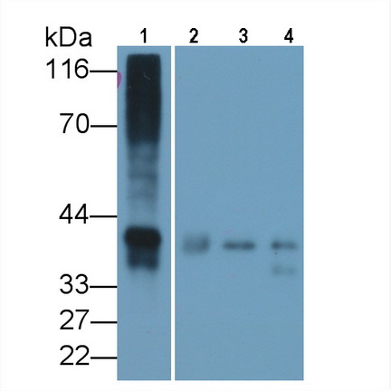 Western Blot; Sample: Lane1: Mouse Placenta lysate; Lane2: Mouse Lung lysate; Lane3: Rat Cerebrum lysate; Lane4: Rat Lung lysate<br/>Primary Ab: 0.5µg/ml Rabbit Anti-Mouse ON Antibody<br/>Second Ab: 0.2µg/mL HRP-Linked Caprine Anti-Rabbit IgG Polyclonal Antibody<br/>(Catalog: SAA544Rb19)