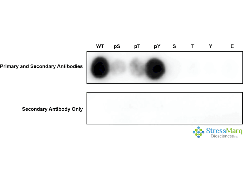 ErbB3 Antibody (pTyr1328)