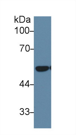 Western Blot; Sample: Mouse Lung lysate; <br/>Primary Ab: 1µg/ml Rabbit Anti-Human DLD Antibody<br/>Second Ab: 0.2µg/mL HRP-Linked Caprine Anti-Rabbit IgG Polyclonal Antibody<br/>(Catalog: SAA544Rb19)