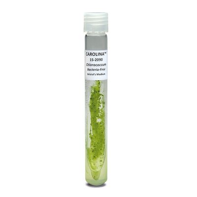 Chlorococcum hypnosum, Bacteria-Free, Living