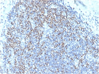 IHC testing of human tonsil with biotinylated PAX5 antibody. HIER: boil tissue sections in pH 9 10mM Tris with 1mM EDTA for 10-20 min followed by cooling at RT for 20 min.