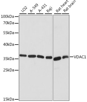 Anti-VDAC1 Antibody