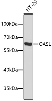 Anti-OASL Antibody