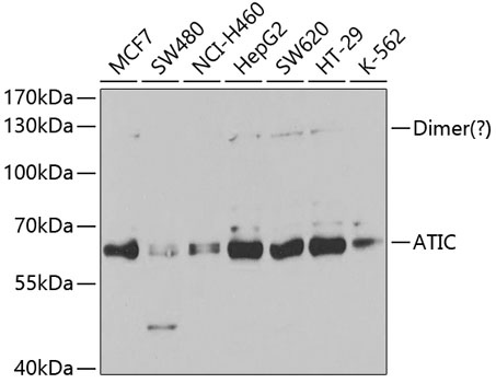 Anti-ATIC Antibody