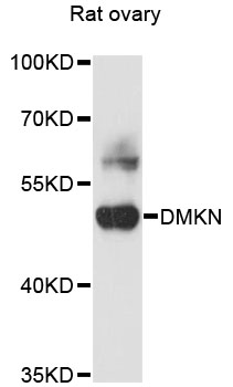Anti-DMKN Antibody