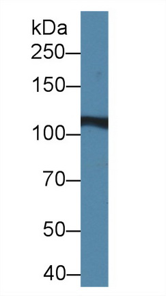 Western Blot; Sample: Rat Liver lysate; <br/>Primary Ab: 2µg/ml Rabbit Anti-Rat IREB2 Antibody<br/>Second Ab: 0.2µg/mL HRP-Linked Caprine Anti-Rabbit IgG Polyclonal Antibody<br/>(Catalog: SAA544Rb19)