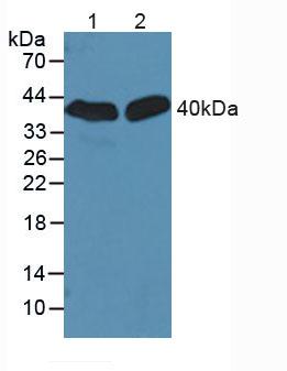 Western Blot; Sample: Lane1: Rat Brain Tissue; Lane2: Mouse Brain Tissue.