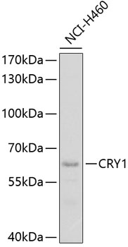 Anti-CRY1 Antibody