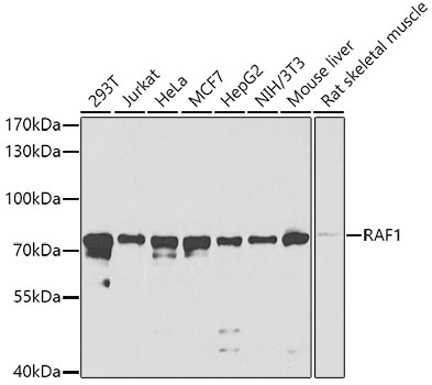 Anti-RAF1 Antibody